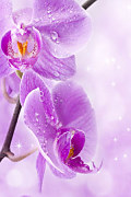 Orchidea Obraz zv6841